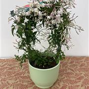 Jasmine Polyanthum in Ceramic Pot
