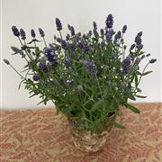 English Lavender - Lavandula angustiflora Ardeche Blue