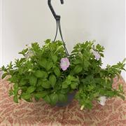  Petunia Hanging Pot