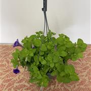 Purple Petunia Hanging Pot