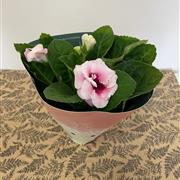 Pink Sinningia Brocade