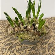 Tete a Tete Boucle in zinc pot