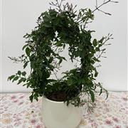 Jasminum Passion Bow in ceramic pot