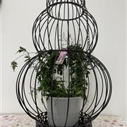 Jasminum Passion Bow  in decorative birdcage
