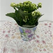 White Kalanchoe in Floral Zinc Pot