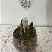 Pink Hyacinth in Floral Ceramic Pot