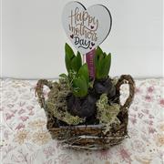 Hyacinth bulbs in Basket