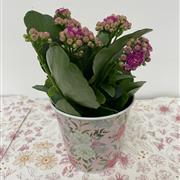 Cerise Kalanchoe