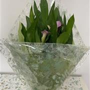 Calla Lily Plant
