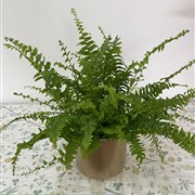 Boston Fern