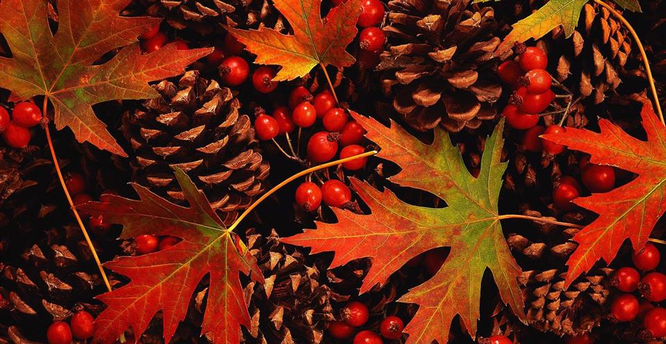 Autumn Delivery